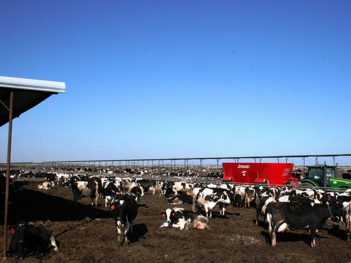 Used-TMR-mixer-for-farmers-with-dairy-cattle