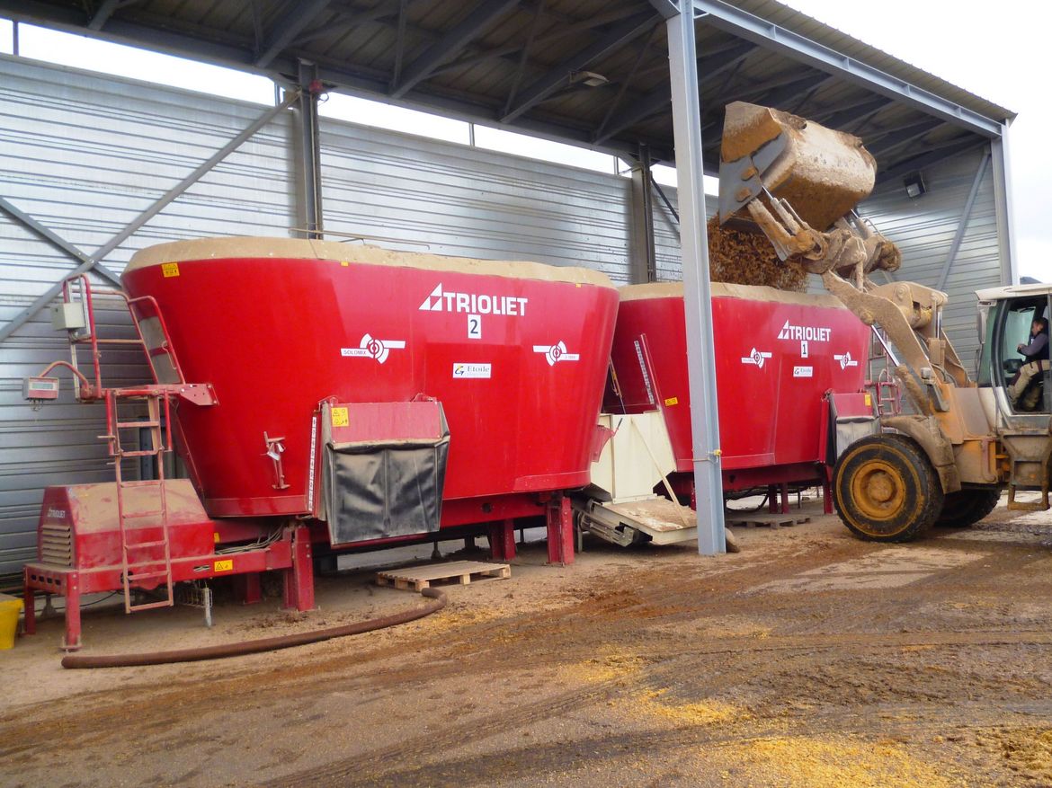 Large-stationary-diet-feeder-can-feed-cattle-or-livestock