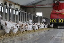 Triomatic T30, automatic feeding