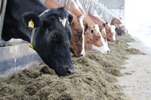 cows-eating-mixed-rations